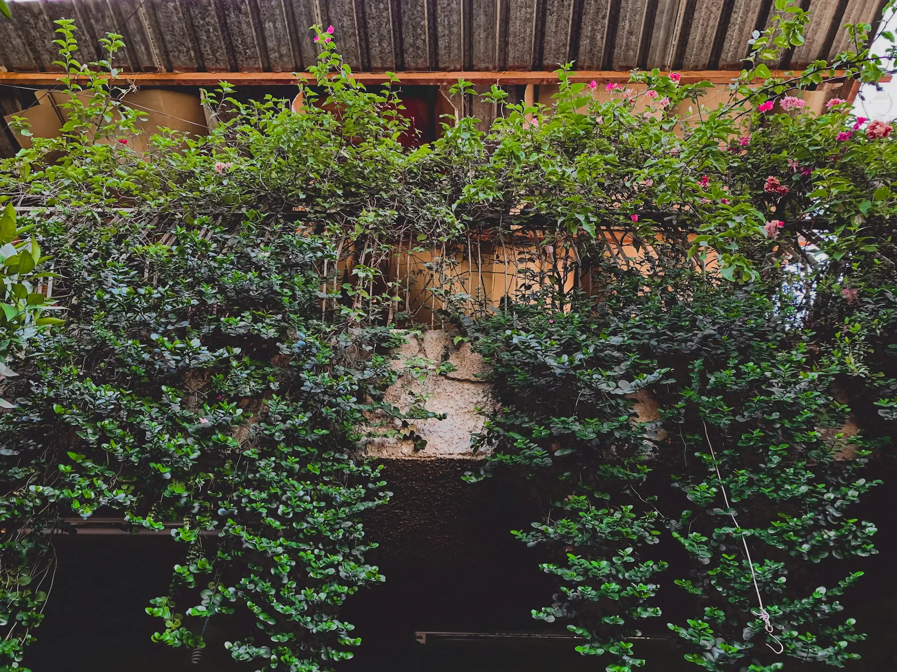 Terrasse végétalisée